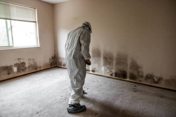 Best Mold Remediation for Rental Properties  in Harriman, TN